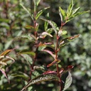 DEPKALMI_20160824132508_thumbnail.jpeg
