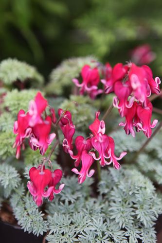 DIBHEART_20100520131819_small.jpeg