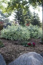 DISCSPLA_20130819083555_small.jpeg