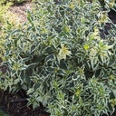 DISCSPLA_20120726170205_thumbnail.jpeg