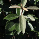 ELEBBING_20160823134049_thumbnail.jpeg