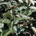 ELEBBING_20160823134045_thumbnail.jpeg