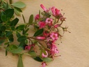 ESRMACRA_20110719161107_small.jpeg