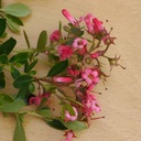 ESRMACRA_20110719161107_thumbnail.jpeg