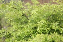 EUALATUS_20130503103656_large.jpeg