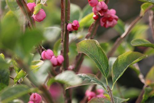 EUPHELLO_20120911172909_small.jpeg