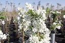 EXBRIDE_20140401110311_medium.jpeg