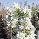 EXBRIDE_20140401110311_thumbnail.jpeg