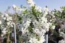 EXBRIDE_20140401110302_large.jpeg