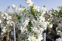 EXBRIDE_20140401110302_xlarge.jpeg