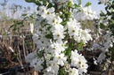 EXBRIDE_20140401110221_large.jpeg
