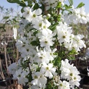 EXBRIDE_20140401110221_thumbnail.jpeg