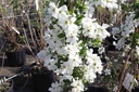 EXBRIDE_20140401110213_xlarge.jpeg