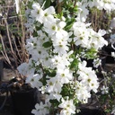 EXBRIDE_20140401110213_thumbnail.jpeg