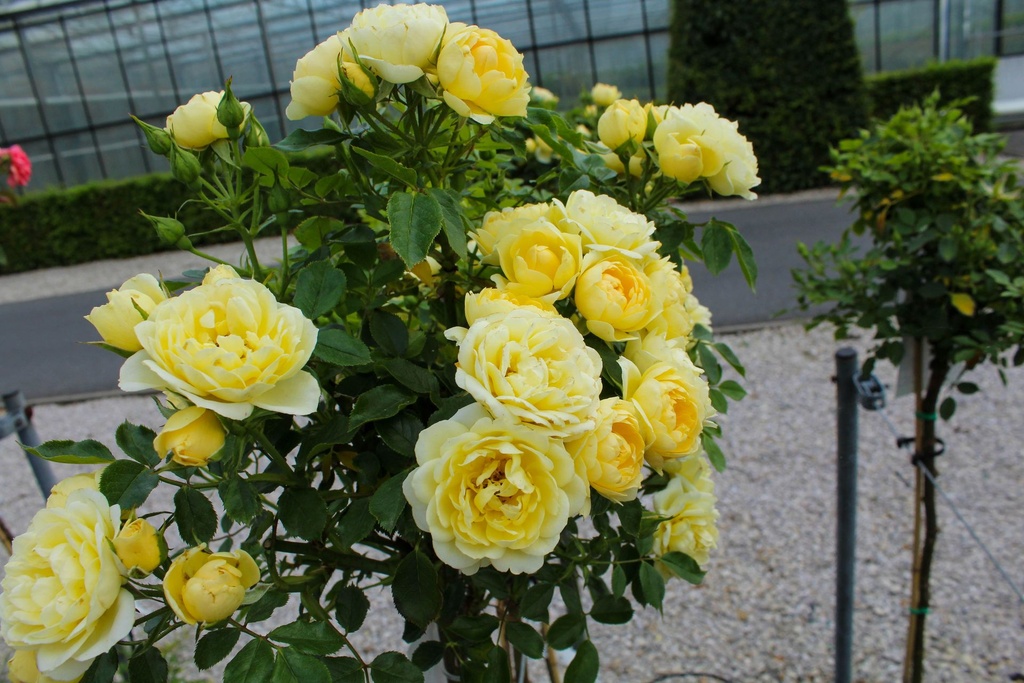 ROLUCKY_20220727160911.jpg