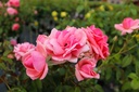 ROKIMONO_20220727160831.jpg