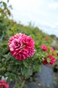 ROFQUEEN_20220727160725.jpg