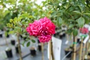 ROFQUEEN_20220727160712.jpg