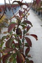 VIBDAWN_20221024155307.JPG