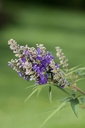 VIACBPUF_20160821103032_xlarge.jpeg