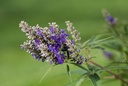 VIACBPUF_20160817124957_xlarge.jpeg