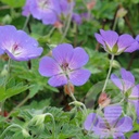 GEROZANN_20230811142905.jpg