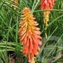 KNPAPOPS_20230811142903.jpg