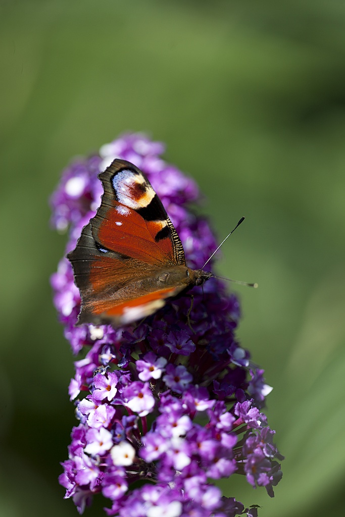 BUDBCREA_20140823132302.jpg