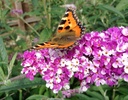 BUDBCREA_20150829115732.JPG