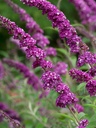 BUDBCREA_20160801083132.jpg