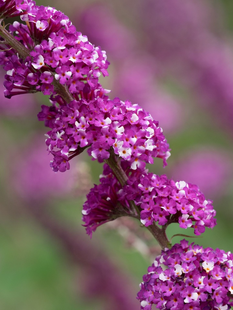 BUDBCREA_20160801083208.jpg