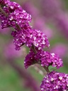 BUDBCREA_20160801083208.jpg