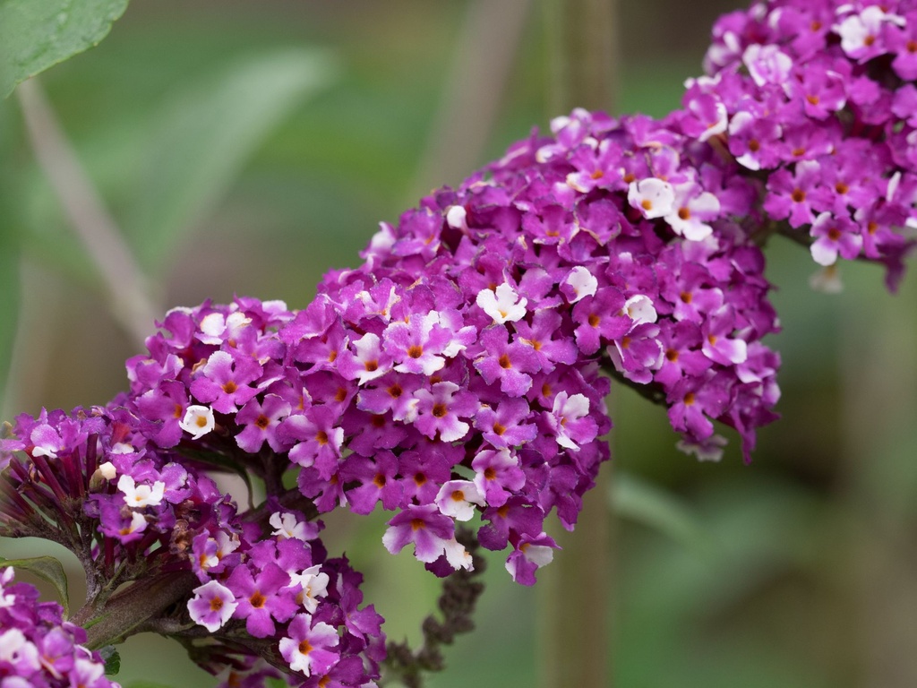 BUDBCREA_20160801083402.jpg