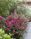 BUDBCLRU_20210803112747.jpg