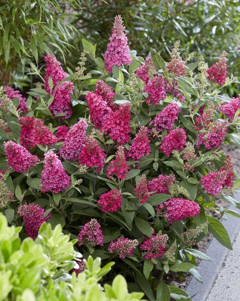 BUDBCLRU_20210803113243.jpg