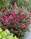 BUDBCLRU_20210803113243.jpg