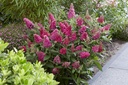 BUDBCLRU_20210803113852.jpg