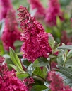 BUDBCLRU_20210805151642.jpg