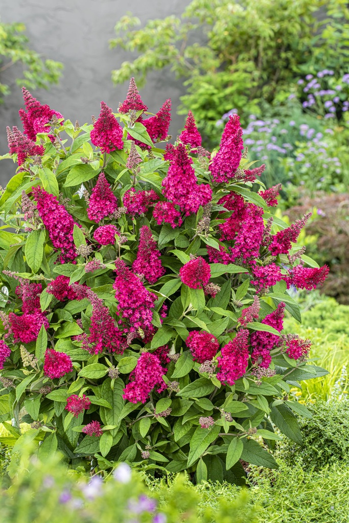 BUDBCLRU_20230811153840.jpg