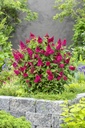 BUDBCLRU_20230811153838.jpg