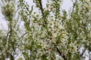 XASORBIF_20150503114850.JPG
