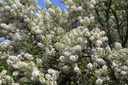 XASORBIF_20090428120552.jpg