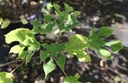 BRPAPYRI_20230908143138.JPG