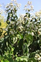 HEMICONI_20230908145651.JPG