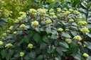 HYMESBLO_20120504014046_xlarge.jpeg