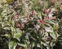 WENVARIE_20240423121038.JPG