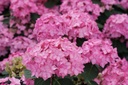 HYSFFFSM_20180619030956.JPG
