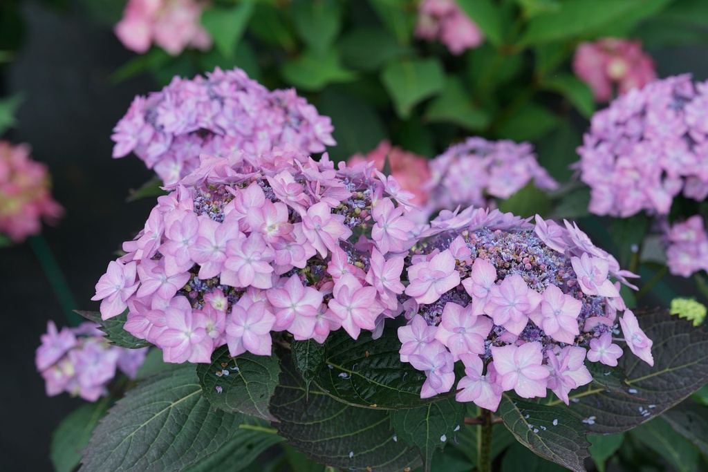 HYSFFFSM_20190610121954.JPG