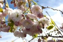 PRACCOLA_20240405145158.JPG