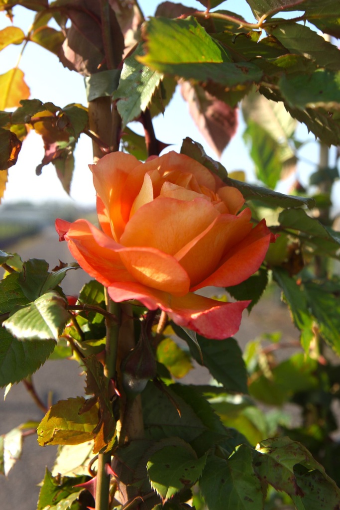 ROWESTER_20240511085835.JPG